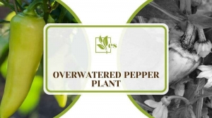 Overwatered Pepper Plant: Best Tips To Save Your Plant